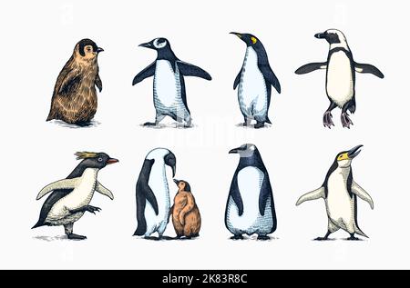 Kaiser Pinguin und niedliches Baby. Erwachsene mit Jugendlichen. Kleines Familienset. Vektorgrafiken Schwarz-Weiß-Zeichnung. Handgezeichnete Skizze. Gruppe von Wasserorganismen Stock Vektor