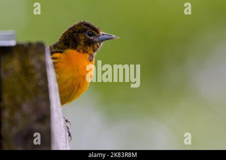 Nahaufnahme eines juvenilen männlichen Baltimore Oriole. Stockfoto