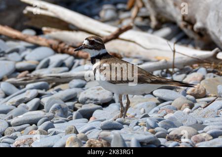 Ein Killdeer mit Gürtel am Ufer des Lake Ontario im Frühjahr. Stockfoto