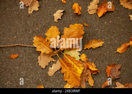 Gelb gefallene Eichenblätter auf dem Bürgersteig. Herbstlandschaft Stockfoto