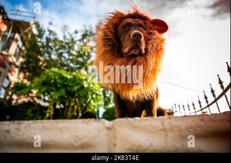 Schokoladen-labrador, verkleidet mit einer Löwenmähne, lustiges Konzept, süßer Hund. Stockfoto