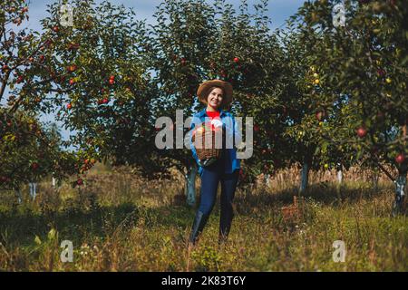 Eine junge Frau im Hut, eine Arbeiterin im Garten, trägt rote reife Äpfel in einem Weidenkorb. Apfelernte im Herbst. Stockfoto