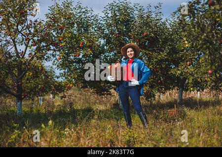 Eine junge Frau im Hut, eine Arbeiterin im Garten, trägt rote reife Äpfel in einem Weidenkorb. Apfelernte im Herbst. Stockfoto