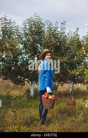 Eine junge Frau im Hut, eine Arbeiterin im Garten, trägt rote reife Äpfel in einem Weidenkorb. Apfelernte im Herbst. Stockfoto