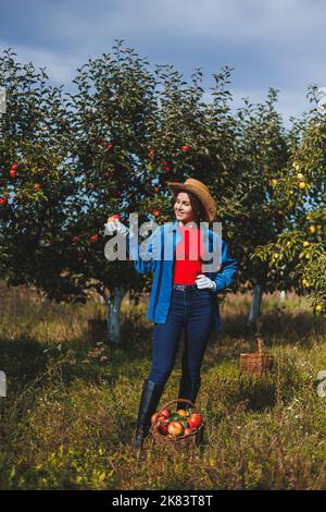 Eine junge Frau im Hut, eine Arbeiterin im Garten, trägt rote reife Äpfel in einem Weidenkorb. Apfelernte im Herbst. Stockfoto