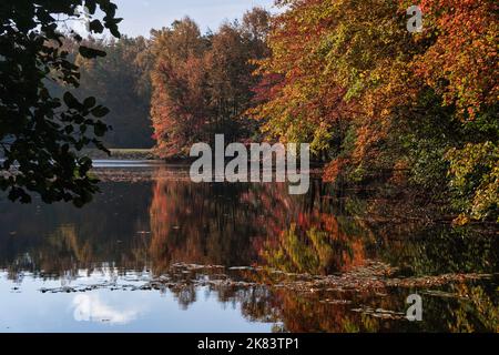 Herbst farbenfrohe Bäume auf einem See mit Spiegelung auf dem Wasser, schöner Herbsttag Oktober in Tennessee. Stockfoto