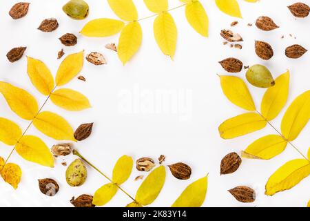 Juglans cinerea, Batternut oder weiße Walnuss, gelbe Blätter, Früchte Stockfoto