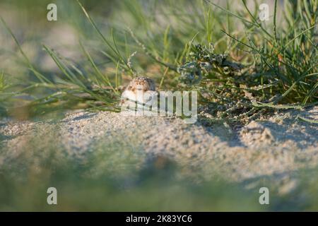 Kentish Plover (Charadrius Alexandrinus) Küken ein paar Stunden alt außerhalb des Nestes. Baie du mont Saint Michel, Manche, Normandie, Frankreich. Stockfoto