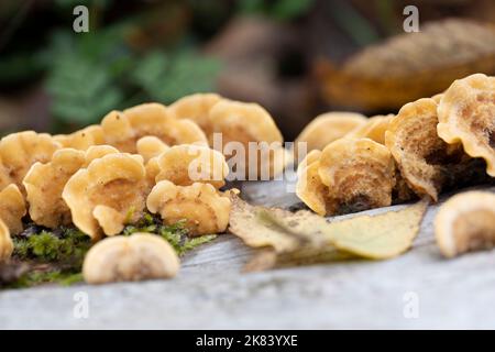 Striegeliger Schichtpilz, Baumpilz auf dem Holzstamm Stockfoto