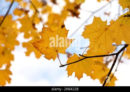 Gelbe Ahornblätter auf einem Ast am blauen Himmel mit weißen Wolken. Herbstsaison, natürlicher Herbsthintergrund Stockfoto