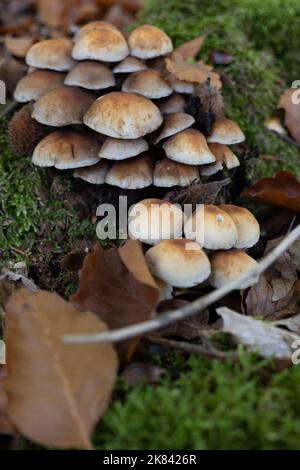 Eine Gruppe von Hallimasch Pilzen auf Baumstumpf auf Waldboden Stockfoto