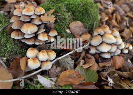 Eine Gruppe von Hallimasch Pilzen auf Baumstumpf auf Waldboden Stockfoto