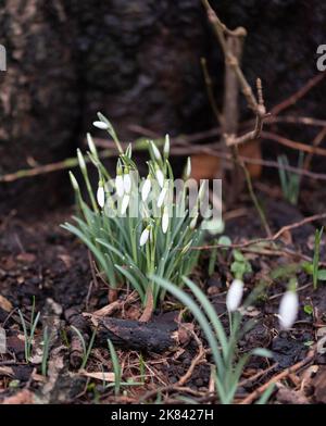 Blühende Schneeglöckchen im Frühling. Die ersten Blüten, Zeichen des Frühlings. Weiße Blüten, Schneeglöckchen gegen den feuchten Boden. Stockfoto