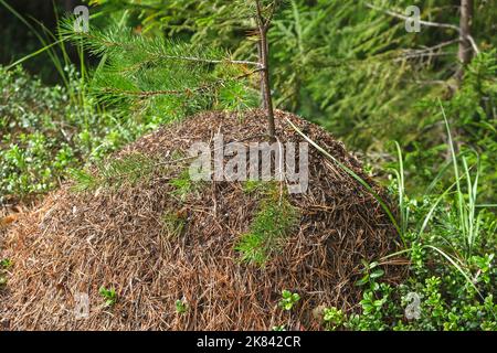 Ein Ameisenhaufen mit einer Ameisenkolonie in Nahaufnahme. Ein Ameisenhaufen in einem Nadelwald. Ein Ameisenhaufen zwischen Kiefernzapfen. Stockfoto