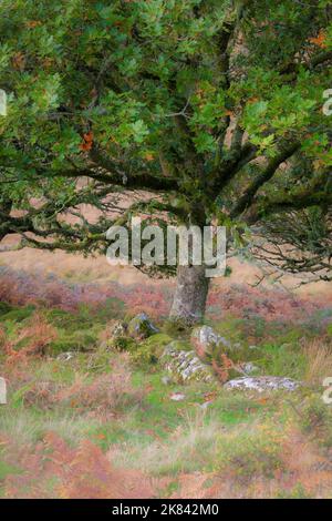 Wistman Holz, ein Höhen-Eichenholz (Quercus Robur), in der Nähe von zwei Brücken, Dartmoor National Park, Devon, England, UK Stockfoto