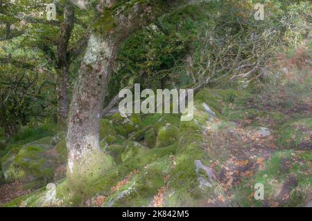 Wistman Holz, ein Höhen-Eichenholz (Quercus Robur), in der Nähe von zwei Brücken, Dartmoor National Park, Devon, England, UK Stockfoto