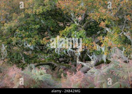 Wistman Holz, ein Höhen-Eichenholz (Quercus Robur), in der Nähe von zwei Brücken, Dartmoor National Park, Devon, England, UK Stockfoto