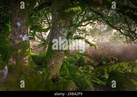 Wistman Holz, ein Höhen-Eichenholz (Quercus Robur), in der Nähe von zwei Brücken, Dartmoor National Park, Devon, England, UK Stockfoto