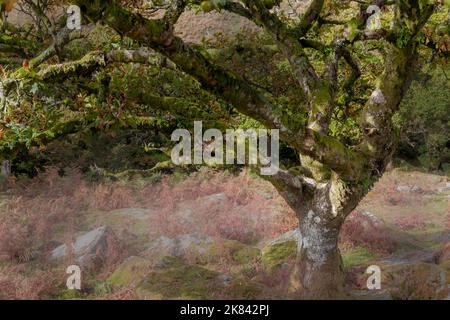 Wistman Holz, ein Höhen-Eichenholz (Quercus Robur), in der Nähe von zwei Brücken, Dartmoor National Park, Devon, England, UK Stockfoto