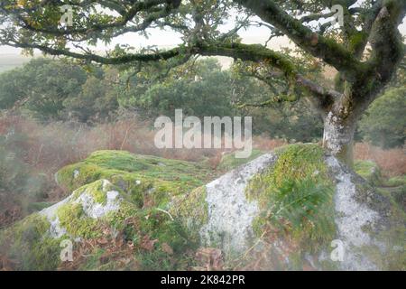 Wistman Holz, ein Höhen-Eichenholz (Quercus Robur), in der Nähe von zwei Brücken, Dartmoor National Park, Devon, England, UK Stockfoto