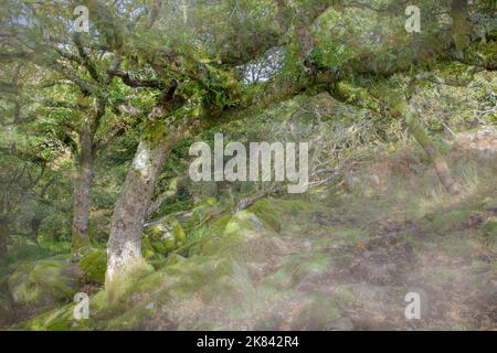 Wistman Holz, ein Höhen-Eichenholz (Quercus Robur), in der Nähe von zwei Brücken, Dartmoor National Park, Devon, England, UK Stockfoto