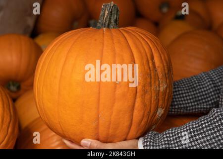 Nahaufnahme der Frauenhand mit dem großen orangefarbenen Kürbis. Stockfoto