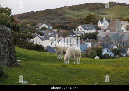 Grasende Schafe auf dem Hügel in der Landschaft eines kleinen britischen Dorfes an der Küste in North Devon. Stockfoto