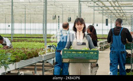 Porträt einer selbstbewussten kaukasischen Frau, die eine Kiste mit Salatproduktion in der Hand hält, während verschiedene Arbeiter das Regal mit Kisten zur Auslieferung schieben. Lächelnder Bio-Landarbeiter mit Gemüse, das im Gewächshaus angebaut wird. Stockfoto
