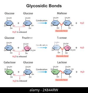 Wissenschaftliche Gestaltung glykosidischer Bindungen. Glykosidische Bond-Bildung Aus Zwei Monomeren. Vektorgrafik. Stock Vektor