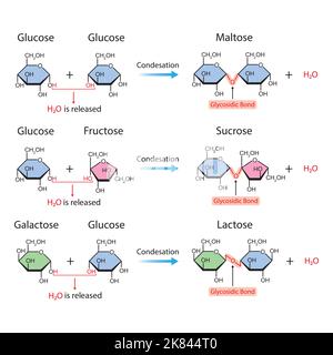 Wissenschaftliche Gestaltung glykosidischer Bindungen. Glykosidische Bond-Bildung Aus Zwei Monomeren. Vektorgrafik. Stock Vektor