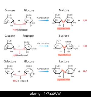 Wissenschaftliche Gestaltung glykosidischer Bindungen. Glykosidische Bond-Bildung Aus Zwei Monomeren. Vektorgrafik. Stock Vektor