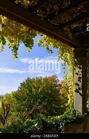 Buntes Herbstlaub im Sonnenlicht Stockfoto