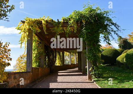 Buntes Herbstlaub im Sonnenlicht Stockfoto