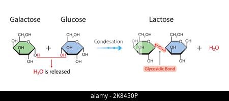 Laktosebildung. Glykosidische Bindungsbildung aus zwei Molekülen, Glukose und Galaktose. Vektorgrafik. Stock Vektor