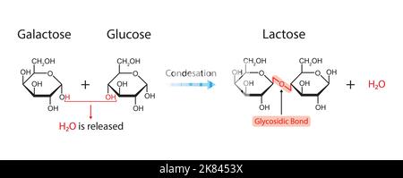 Laktosebildung. Glykosidische Bindungsbildung aus zwei Molekülen, Glukose und Galaktose. Vektorgrafik. Stock Vektor