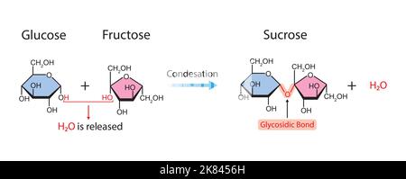 Bildung Von Sucrose. Glykosidische Bindungsbildung aus zwei Molekülen, Glukose und Fruktose. Vektorgrafik. Stock Vektor