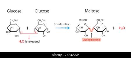 Maltose-Bildung. Glykosidische Bindungsbildung aus zwei Glukosemolekülen. Vektorgrafik. Stock Vektor