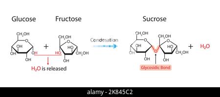 Bildung Von Sucrose. Glykosidische Bindungsbildung aus zwei Molekülen, Glukose und Fruktose. Vektorgrafik. Stock Vektor