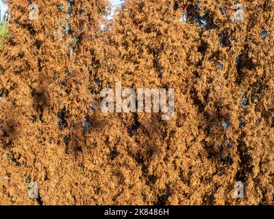 Verwelkte Nadelsträucher. Fallender Nadelbaum. Hintergrund von gelben Zweigen. Laub. Spätherbst im Süden Stockfoto