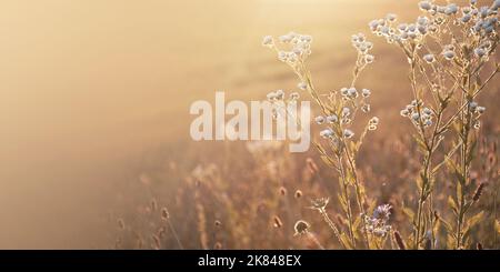 Wildblumen im Sommer Sonnenuntergang. Natürliche Blumenhintergrund mit gemeinsamen Michaelmas Gänseblümchen und Kopierraum Stockfoto