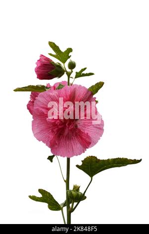 Rosa Hollyhock isoliert auf weißem Hintergrund Stockfoto