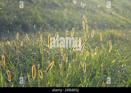 Gelber Fuchsschwanz (Setaria pumila) im Feld Stockfoto