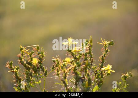 Nahaufnahme der Johanniskraut (Hypericum perforatum) auf dem Feld Stockfoto