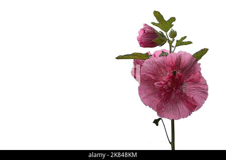 Rosa Hollyhock Doppelblumendarstellung isoliert auf weißem Hintergrund mit Kopierraum Stockfoto