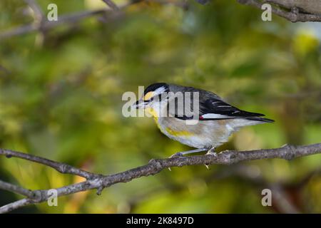 Ein australischer ausgewachsener Rüde Striated Pardalote -Pardalotus striatus- Vogel thront in einem dichten Busch mit einer Mahlzeit im Schnabel im weichen frühen Morgenlicht Stockfoto