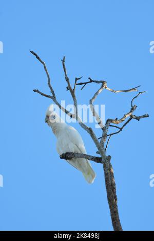 Ein erwachsener kleiner Corella-Cacatua sanguinea-Vogel thront auf dem Ast eines mageren alten Baumes, der im weichen Morgenlicht vor einem blauen Himmel isoliert ist Stockfoto