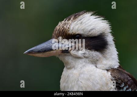 Eine Nahaufnahme eines australischen Lachenden Kookaburra -Dacelo novaeguineae- Vogels, der nach links zeigt und in weichem, bewölktem Licht auf die Kamera blickt Stockfoto