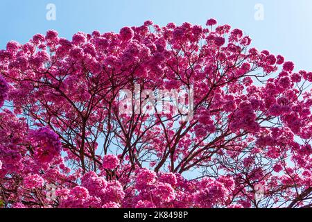 Handroanthus heptaphyllus, rosa Trompetenbaum und blauer Himmel Stockfoto