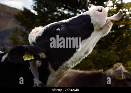 Kuh auf einem Feld in den alpen. Kuhliebe. Tierportrait aus den schweizer alpen. Wunderschöne Daiykuh auf einem Milchviehbetrieb. Stockfoto