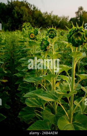 Grüne junge Sonnenblumenknospe auf dem Feld aus der Nähe. Keine blühende Sonnenblume. Stockfoto